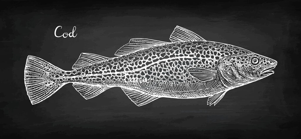 Chalk sketch of cod fish