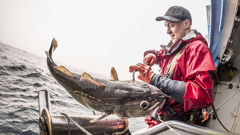 Fisherman on Bristol Waves Seafood boat catching a large Alaskan cod.