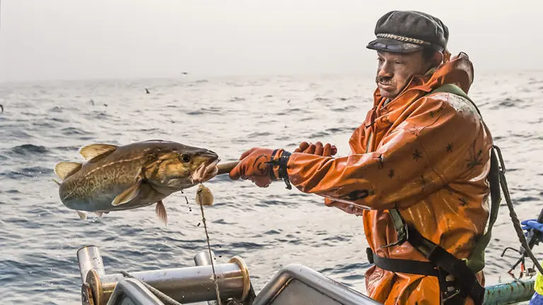 Fisherman on Bristol Waves Seafood boat catching a large Alaskan cod.