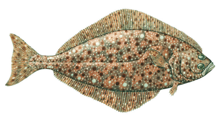 halibut questions illustration