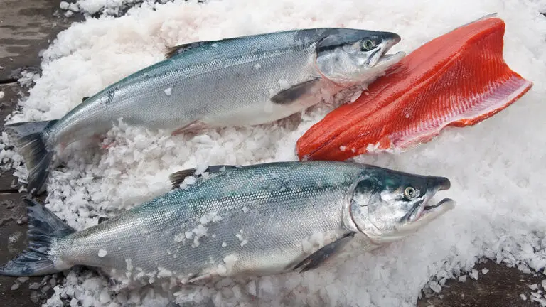 copper river king salmon season on ice