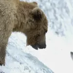 A Conversation Between an Alaskan Salmon and a Brown Bear