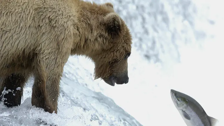 brown bear looking at salmon up close