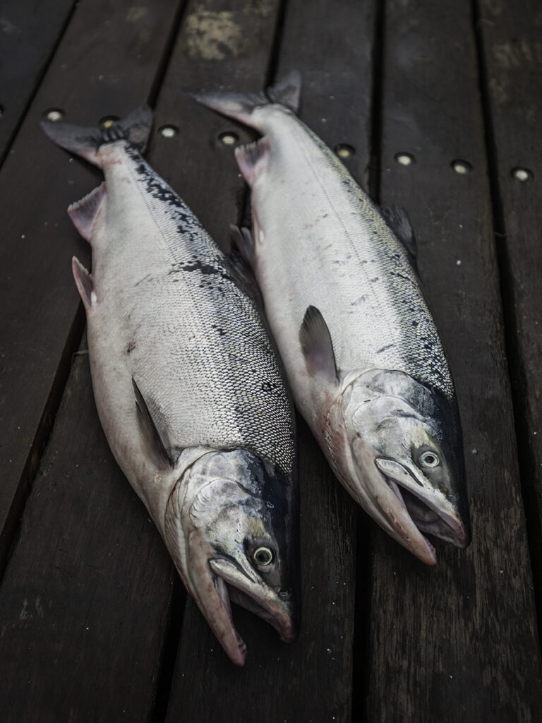 Copper River Salmon on a boat deck.