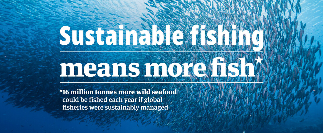 world oceans day msc infographic